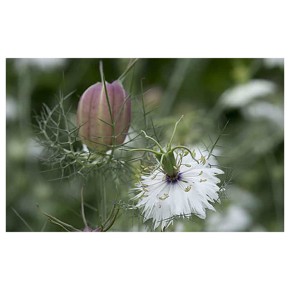 Heirloom Non-GMO White Autumn Flower Seeds for Planting - for Elegant Garden Displays | Neera Seeds product photo [neera-v4-b3827b4055f87d340e4f]