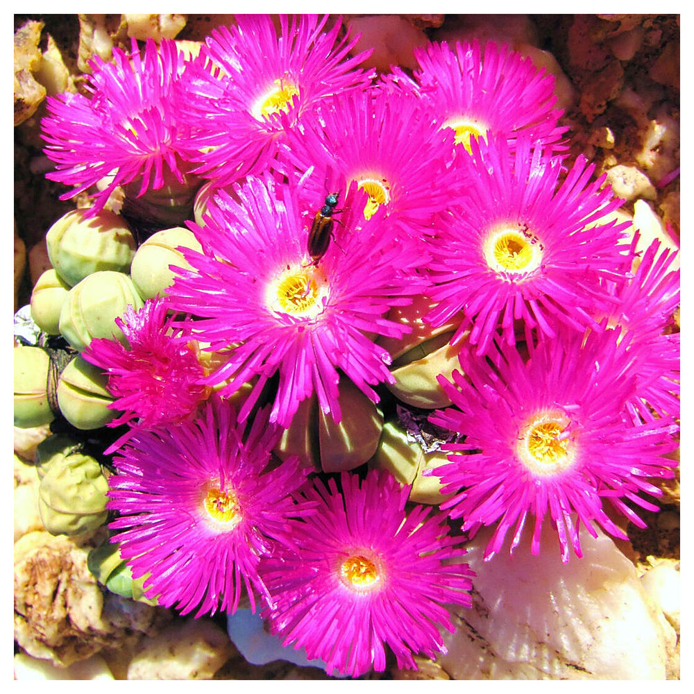 Heirloom Non-GMO Argyroderma Succulent Seeds for Planting – Unique Living Stone Plants for Drought-Tolerant Gardens | Neera Seeds product photo [neera-v4-b38ddca67e955785fe06]