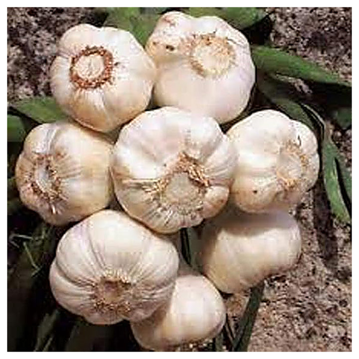 Garlic Softneck Seeds for Planting – High Yield, Non-GMO, Cold-Hardy Organic Garden Seeds | Neera Seeds product photo [neera-v4-b39b078064eae1dbe84f]