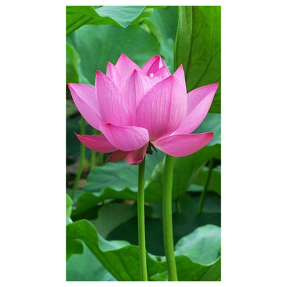 Pink Sacred Lotus Seeds (Nelumbo Nucifera) for Planting – Heirloom & Non-GMO Aquatic Flower Seeds | Neera Seeds product photo [neera-v4-b3a437a8193e568dc9de]