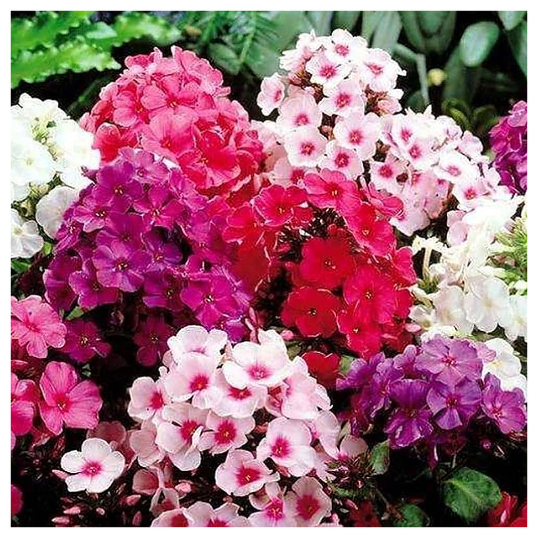 Phlox Phlox Spp For Planting In Flower Bed Flower Seeds for Home Garden Planting, Fragrant Organic | Neera Seeds product photo [neera-v4-b3a4ed1fc318fbd9615d]