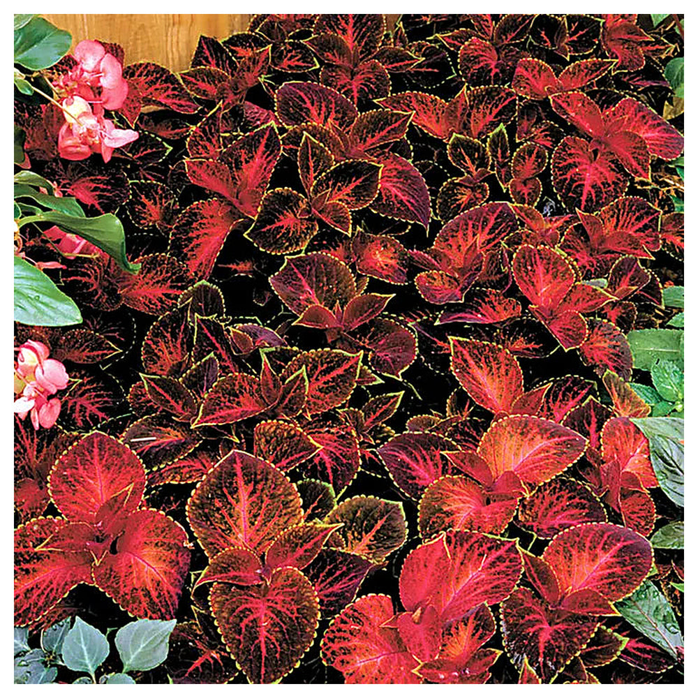 Heirloom Velvet Red Coleus Seeds for Planting – Non-GMO High Germination Vibrant Foliage | Neera Seeds product photo [neera-v4-b3b1253f7bdd1d6ce641]