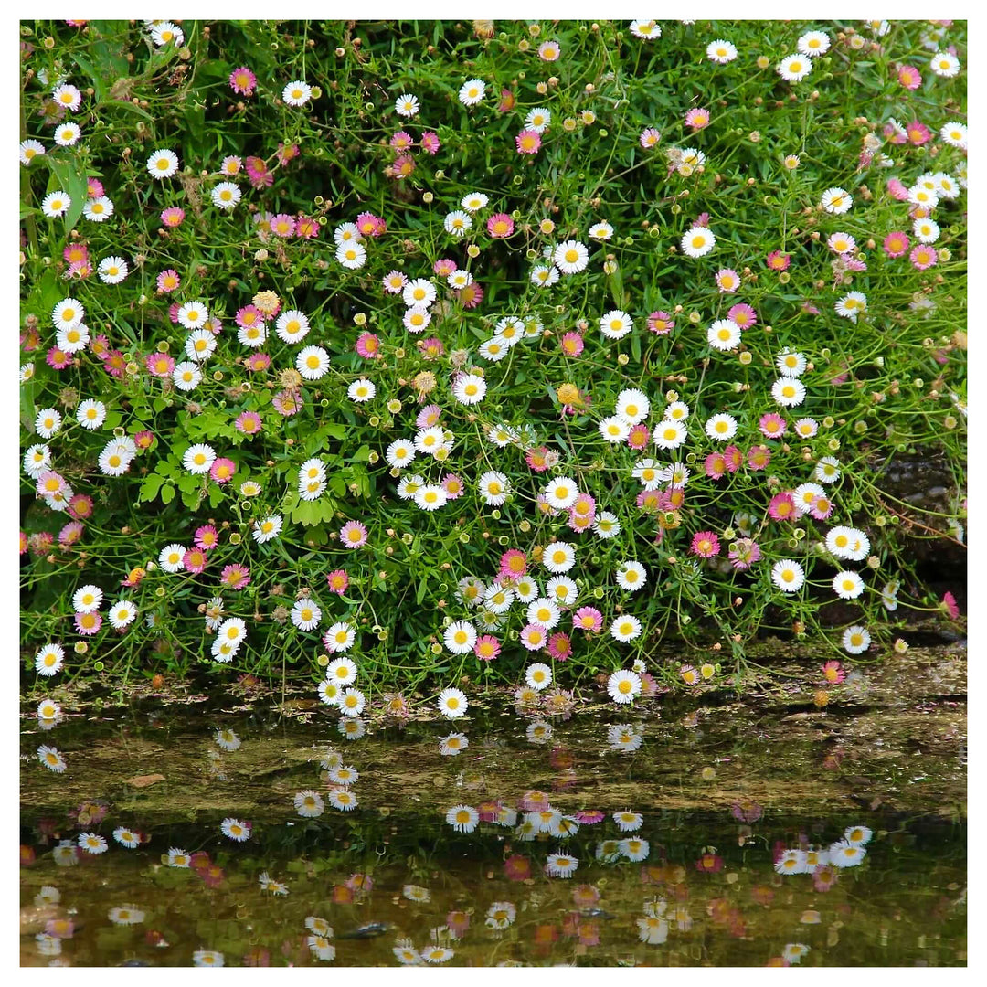 Heirloom Non-GMO Santa Barbara Flower Seeds for Planting – Vibrant Ornamental Blooms for Garden Landscapes | Neera Seeds product photo [neera-v4-b3b36cff3cbeb00e7a2d]