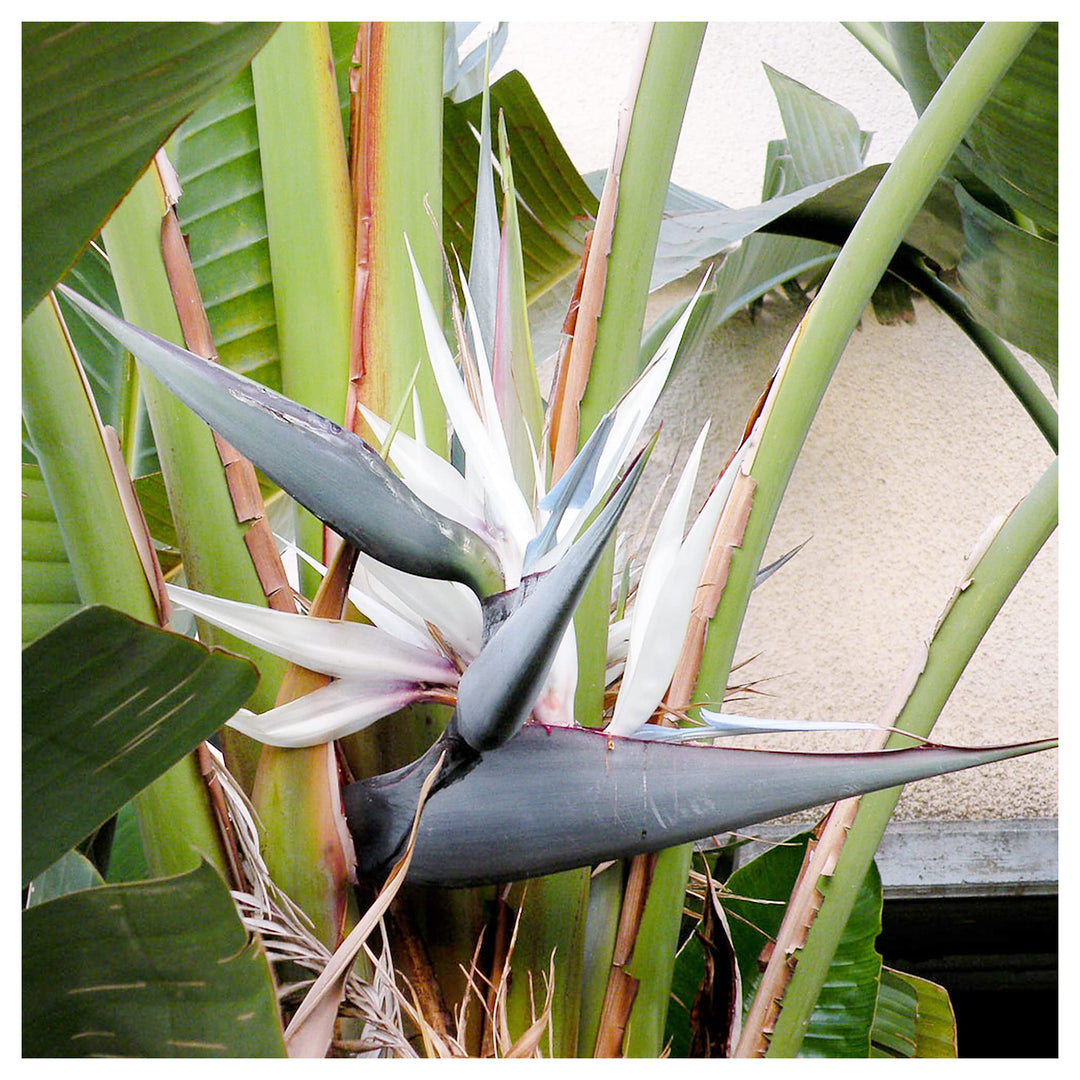 White Bird of Paradise Flower Seeds – Heirloom Non-GMO Tropical Garden Seeds for Exotic Appeal | Neera Seeds product photo [neera-v4-b3c09be62a15d1f8eb96]