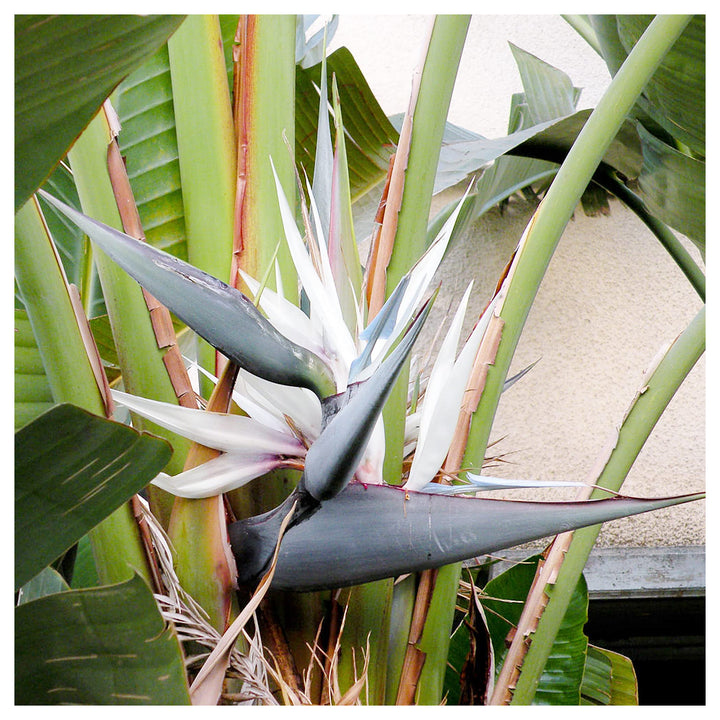 White Bird of Paradise Flower Seeds – Heirloom Non-GMO Tropical Garden Seeds for Exotic Appeal | Neera Seeds product photo [neera-v4-b3c09be62a15d1f8eb96]