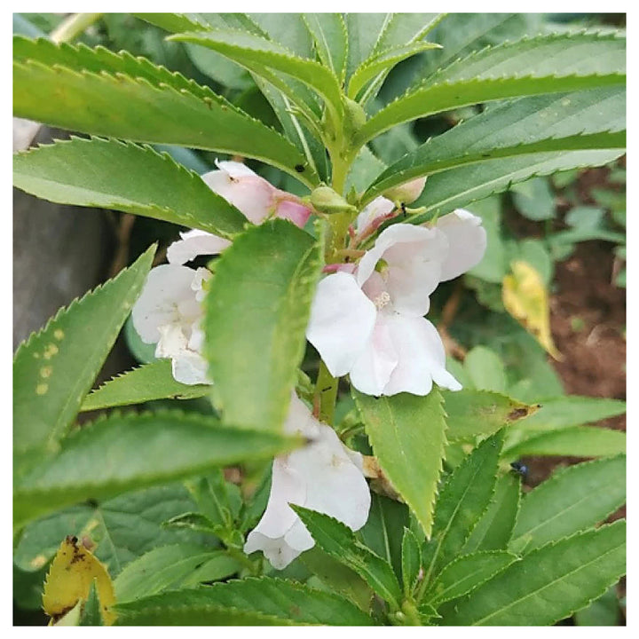 White Balsam Camellia Flower Seeds for Planting – Heirloom, Non-GMO, Organic Garden &amp; Pot Plant Seeds, High Germina | Neera Seeds product photo [neera-v4-b3c135372c926dcb9c9f]