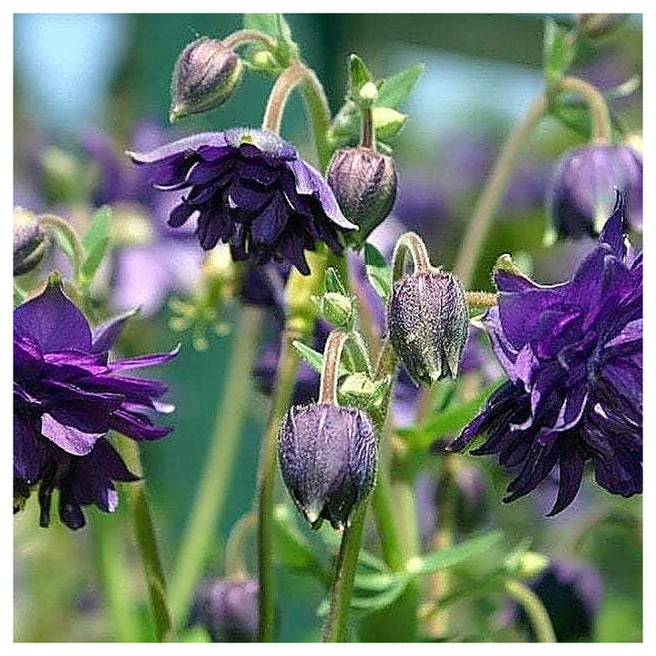 Purple Dark Columbine Beautiful Hummingbird Plant Flower Seeds Home Garden Planting, Blooming | Neera Seeds product photo [neera-v4-b3cb53034e0367309b8e]