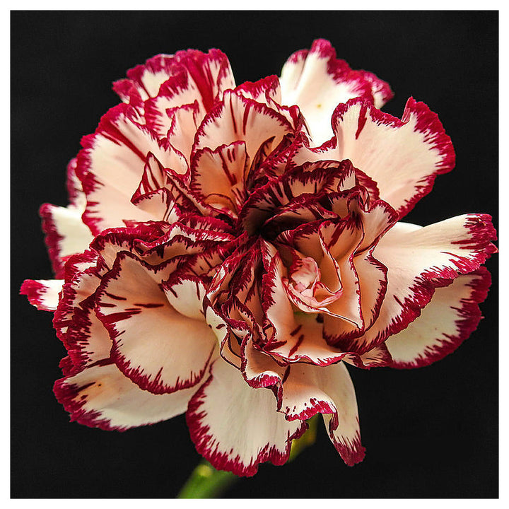 Red Cream Carnation Flower Seeds – Heirloom, Non-GMO, Bi-Color Blooms for Garden Planting | Neera Seeds product photo [neera-v4-b3cf334e8fc1d00c8f06]