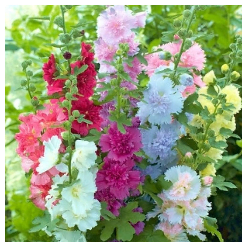 Heirloom Hollyhock Carnival Flower Seeds, Non-GMO Tall Colorful Blooms for Cottage Garden Planting | Neera Seeds product photo [neera-v4-b3d24816ba8c1d4052f8]