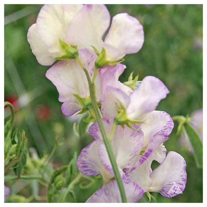 Heirloom White Purple Sweet Pea Flower Seeds – Non-GMO, High Germination Fragrant Climbing Blooms for Planting | Neera Seeds product photo [neera-v4-b3da05f9acfd84ccfc16]