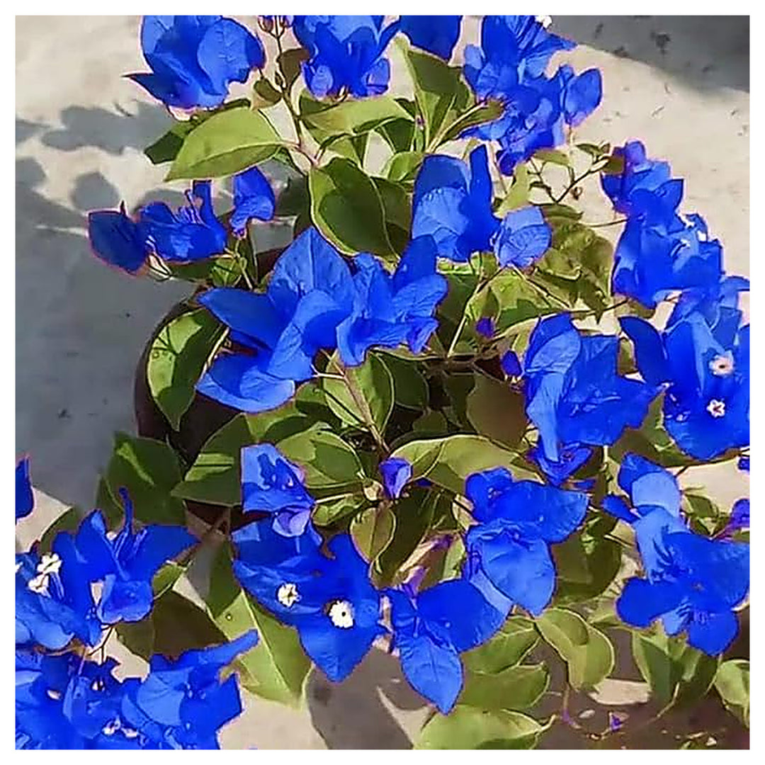 Organic Heirloom Non-GMO Blue Bougainvillea Seeds – High Germination Seeds for Planting Vibrant Climbing Vine Flowe | Neera Seeds product photo [neera-v4-b3e3f7bfae41391f9641]