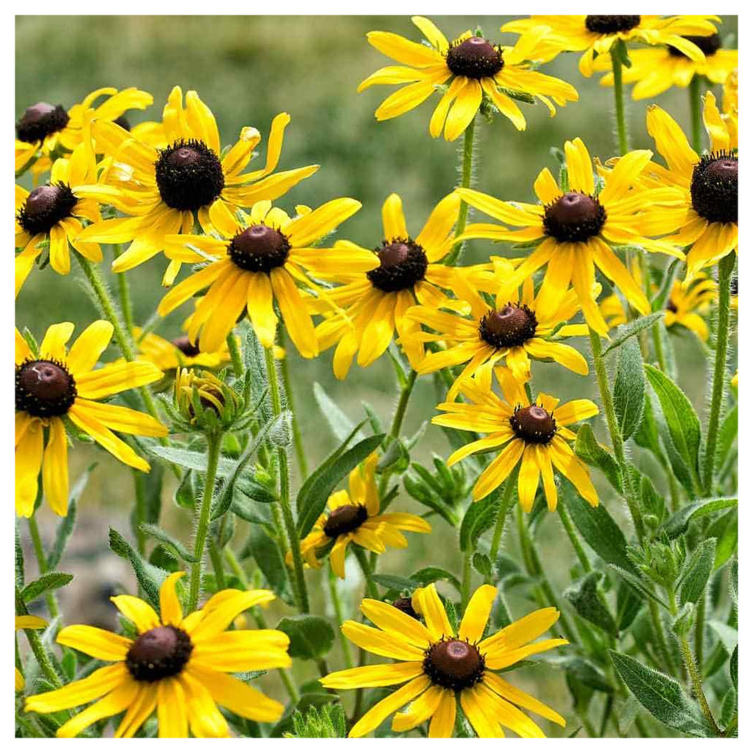 Yellow Coneflower Seeds for Planting – Heirloom, Non-GMO, High Germination Organic Garden Seeds | Neera Seeds product photo [neera-v4-b3e61dbbb1808e0c05cd]