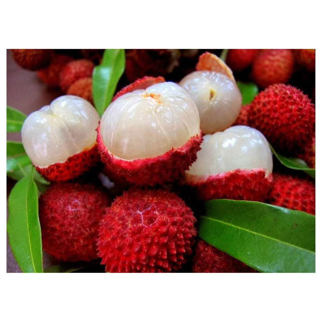 Red Lychee Fruit Seeds for Planting – Sweet &amp; Exotic Lychee Fruits, Heirloom &amp; Non-GMO, High Germination Seeds | Neera Seeds product photo [neera-v4-b3f3f356d01594702662]