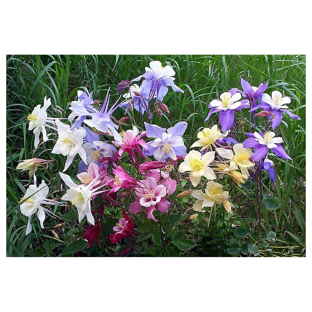 Giant Columbine Mckana Aquilegia Mix For Stunning Flower Blooms Flower Seeds for Home Garden | Neera Seeds product photo [neera-v4-b3fd09bff0fd58c55ef3]