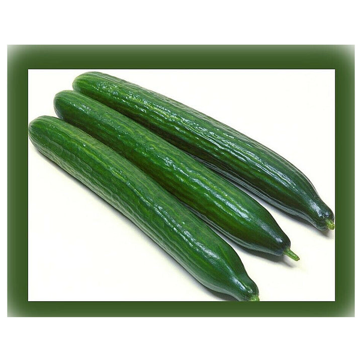 Arola Organic Cucumber Seeds for Planting – Heirloom, Non-GMO, High Germination Vegetable Garden Seeds | Neera Seeds product photo [neera-v4-b3fe3a485a5a7ce0a5d9]