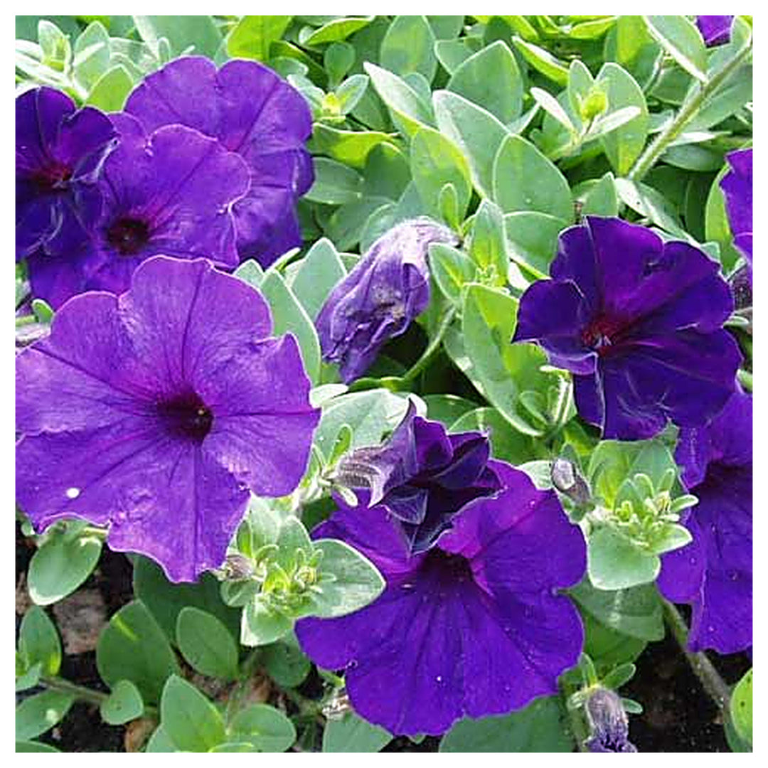 Blue Blue Petunia Petunia Hybrida Deep Flower For Planting Striking Blooms For Container Gardens | Neera Seeds product photo [neera-v4-b40c518edc5c0fbf0067]