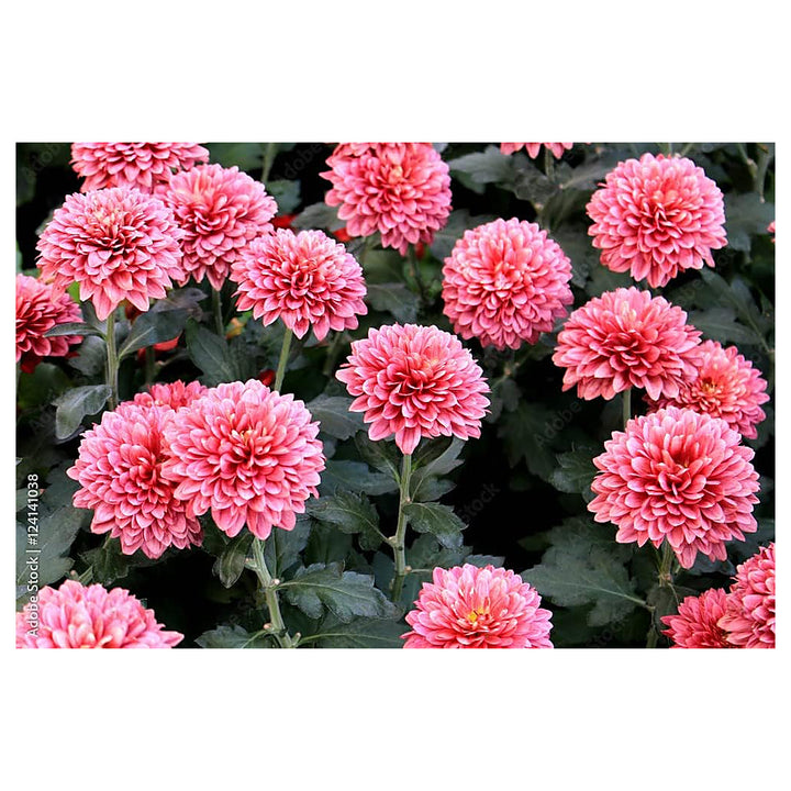 Heirloom Pink Marigold Flower Seeds for Planting – Non-GMO, High Germination Organic Garden Seeds | Neera Seeds product photo [neera-v4-b4133c7e54ce8945ac46]