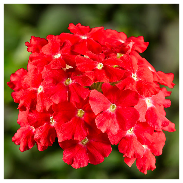 Red Verbena Scarlet Flower Seeds for Planting – Heirloom, Non-GMO, Organic Garden Seeds | Neera Seeds product photo [neera-v4-b415b409040369187794]
