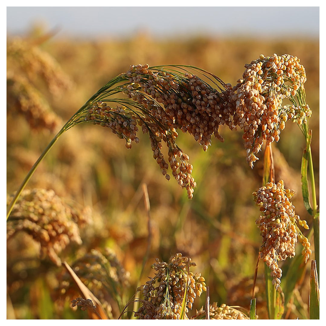 White Proso Millet Seeds for Planting – Non-GMO Heirloom Organic Garden Seeds, High Germination | Neera Seeds product photo [neera-v4-b4182e924547cc9464bf]