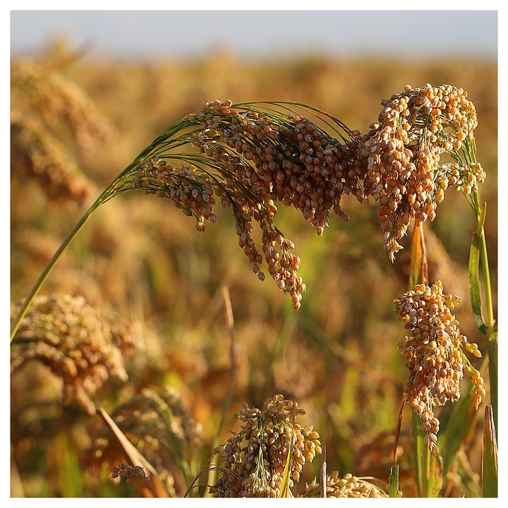 White Proso Millet Seeds for Planting – Non-GMO Heirloom Organic Garden Seeds, High Germination | Neera Seeds product photo [neera-v4-b4182e924547cc9464bf]