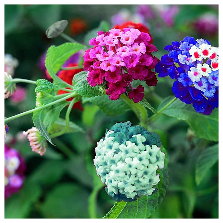 Organic Lantana Flower Seeds in Mixed Colors for Planting – Heirloom, Non-GMO | Neera Seeds product photo [neera-v4-b433e17681dfdc5d19ee]