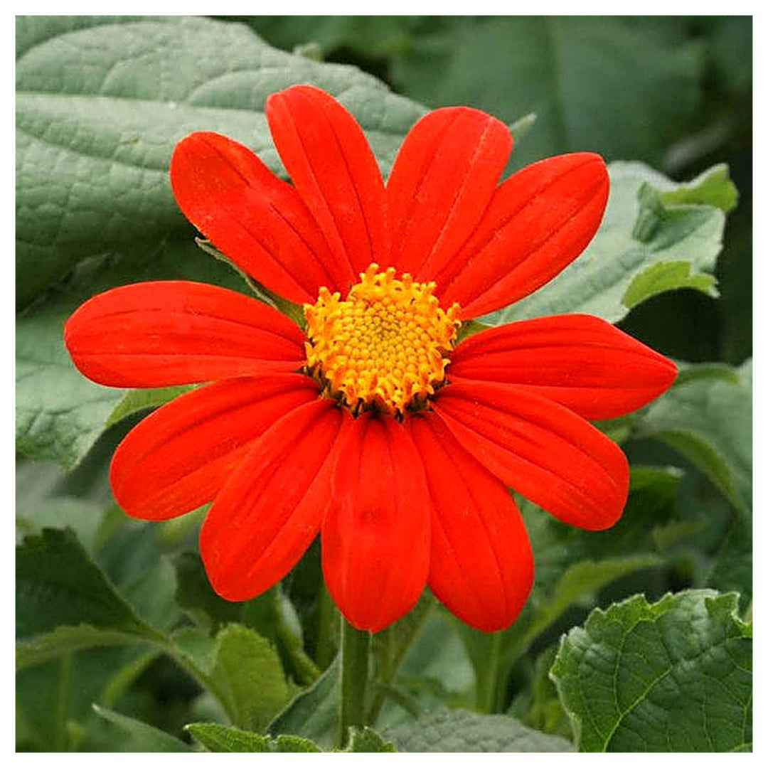 Red Tithonia Rotundifolia Flower Seeds for Planting – Heirloom, Non-GMO, High Germination, Organic Garden Seeds | Neera Seeds product photo [neera-v4-b435a56010a2e80ddd65]
