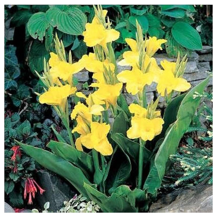 Yellow Pretoria Flower Seeds for Planting – Heirloom, Non-GMO, High Germination Organic Garden Seeds | Neera Seeds product photo [neera-v4-b441735cb5d409a969fd]