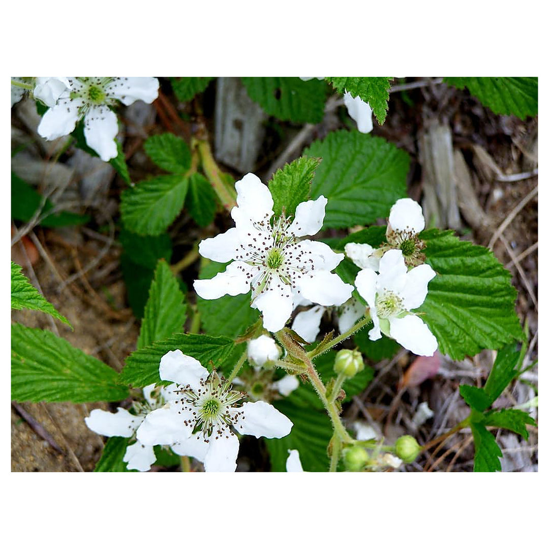 Heirloom Non-GMO Rubus Cuneifolius Flower Seeds for Planting – Wildflower with Edible Fruit Blooms | Neera Seeds product photo [neera-v4-b455ff31d8f767df266e]