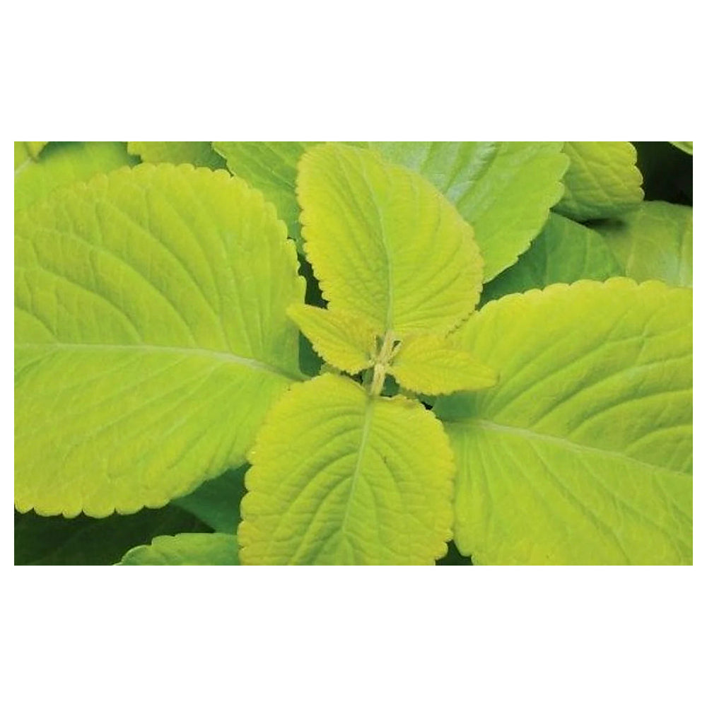 Lime Green Coleus Plant Seeds – Heirloom Non-GMO Seeds for Garden Planting | Neera Seeds product photo [neera-v4-b466e9cf6398b10f1faf]
