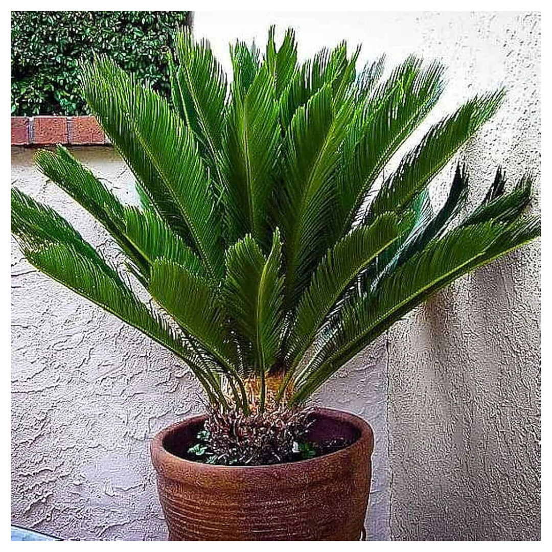 Heirloom Non-GMO Brown Cycas Plant Seeds for Planting – Tropical Foliage for Outdoor Landscapes | Neera Seeds product photo [neera-v4-b46aeb156d0eff26bec2]