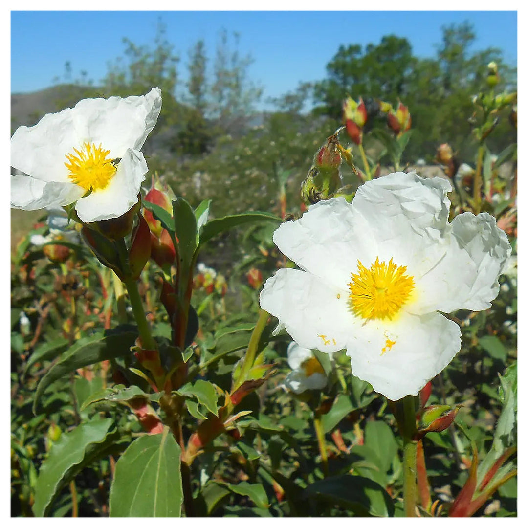 Heirloom Creticus Flower Seeds, Non-GMO Hardy Mediterranean Blooms for Drought-Tolerant Garden Planting | Neera Seeds product photo [neera-v4-b485d3778841c817aa0a]