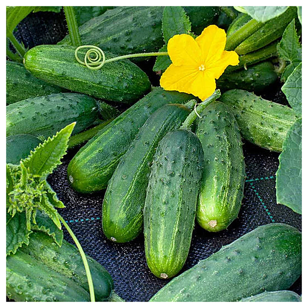Organic Cucumber Grape Profi F1 Seeds for Planting – Heirloom, Non-GMO, High Germination Vegetable Seeds | Neera Seeds product photo [neera-v4-b48c9543ea96ed71045f]