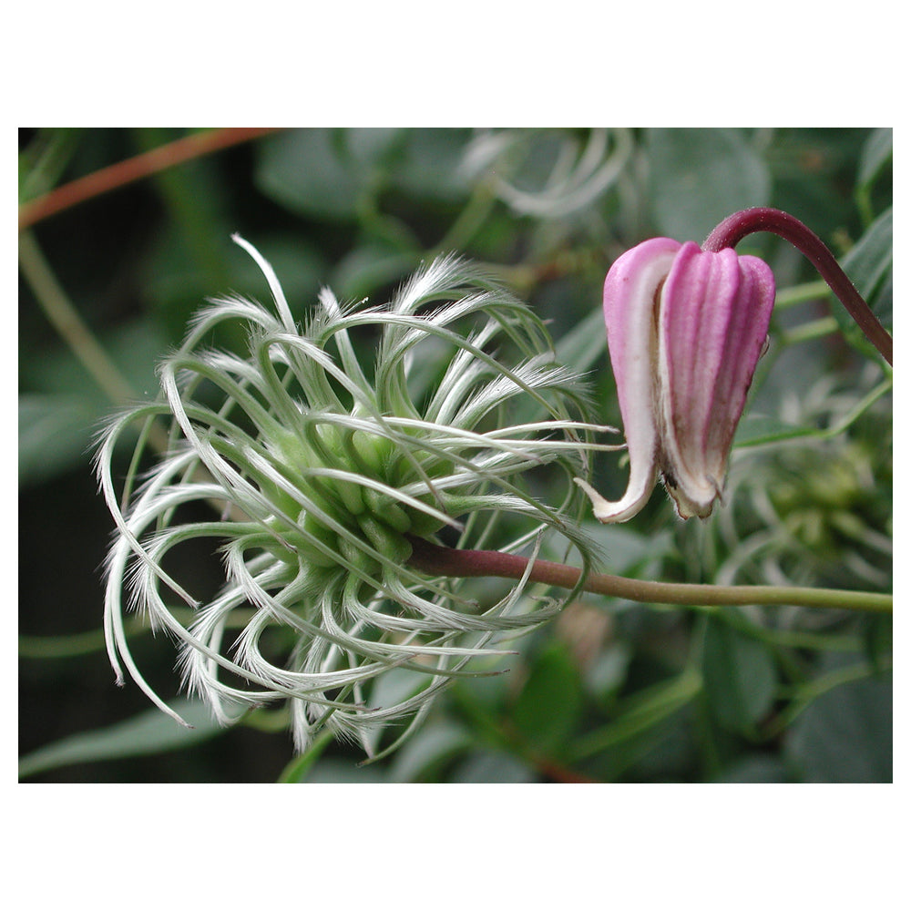Heirloom Non-GMO Clematis Reticulata Flower Seeds – Climbing Vine Seeds for Planting, High Germination Organic Bloo | Neera Seeds product photo [neera-v4-b4910b73be3b7d191beb]