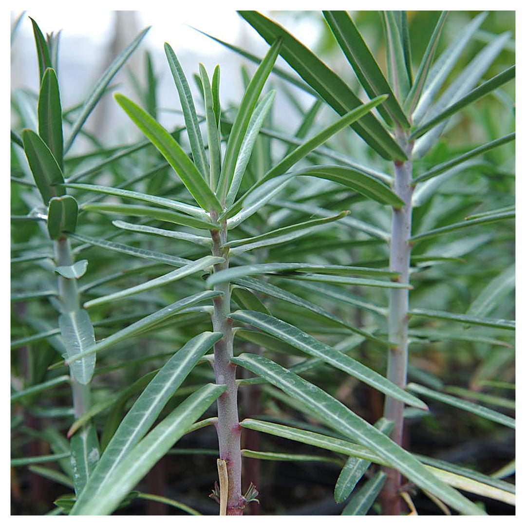 Lathyris Plant Seeds – Heirloom, Non-GMO, Ornamental Foliage for Unique Garden Planting | Neera Seeds product photo [neera-v4-b4928063abb4a18feb95]