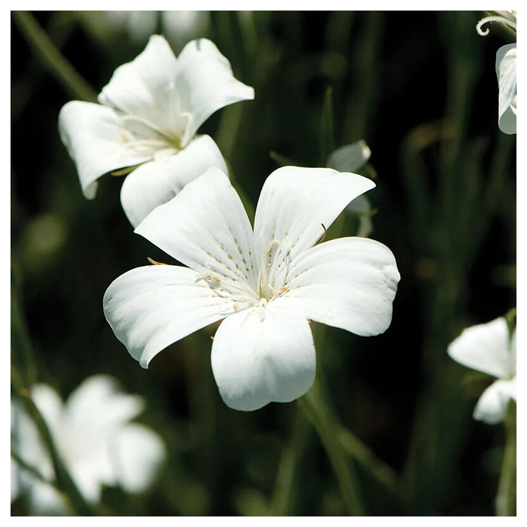Agrostemma Ocean Pearl Flower Seeds – Heirloom, Non-GMO, High Germination Elegant Organic Garden Seeds for Planting | Neera Seeds product photo [neera-v4-b49d33860c2fc309a766]