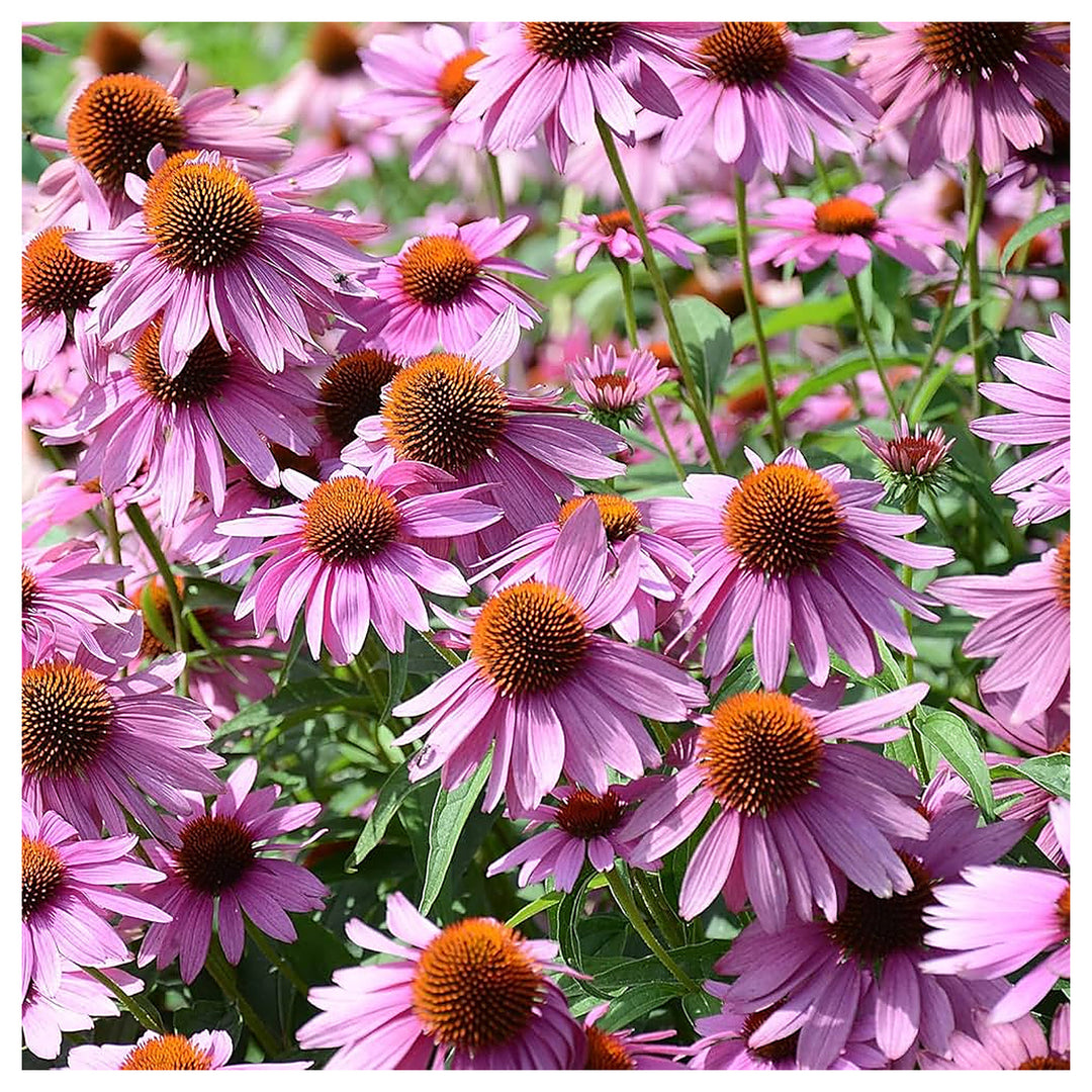 Purple Echinacea Wildflower Seeds for Planting – Heirloom & Non-GMO, Pollinator-Friendly | Neera Seeds product photo [neera-v4-b4a8cfc7fe9e7c10226b]