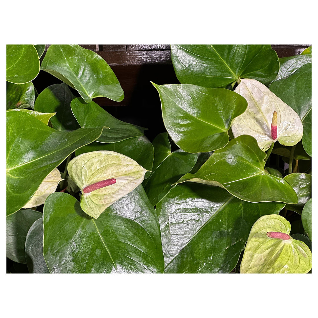 Heirloom Non-GMO Anthurium Flower Seeds for Planting – Sea Green Exotic Blooms, Fresh Vibrant Organic Garden Seeds | Neera Seeds product photo [neera-v4-b4ac5fc39906613d0734]