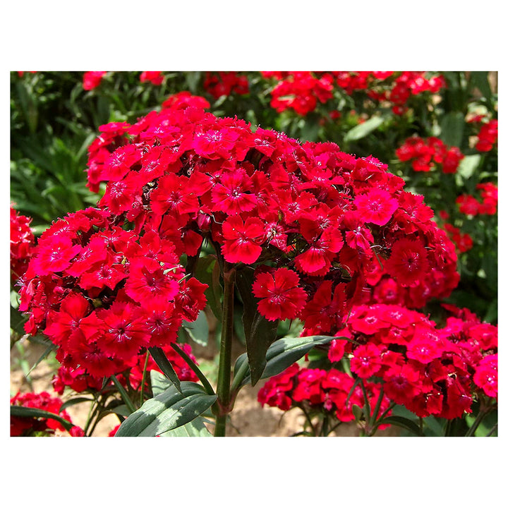 Heirloom Non-GMO Red Dianthus Flower Seeds for Garden Planting – Fragrant Hardy Blooms Variety | Neera Seeds product photo [neera-v4-b4af39156c2a4889ab30]