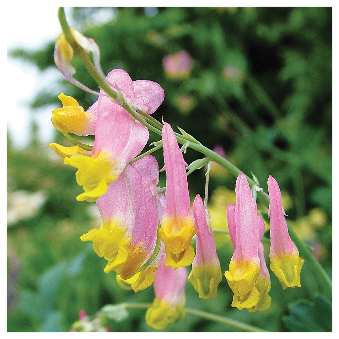 Heirloom Non-GMO Pink Rock Harlequin Flower Seeds for Woodland Wildflower Garden Plantin | Neera Seeds product photo [neera-v4-b4c712c147c51a545756]