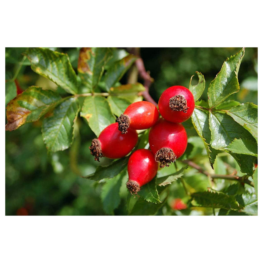 Heirloom Rosehip Fruit Seeds for Planting – High Germination, Non-GMO Organic Garden Seeds | Neera Seeds product photo [neera-v4-b4cef774d66a684f14a1]