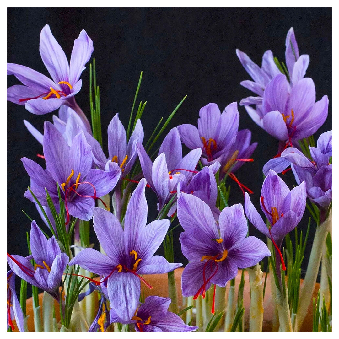 Heirloom Non-GMO Crocus Sativus Flower Seeds for Planting – Saffron-Producing Garden Blooms, High Germination | Neera Seeds product photo [neera-v4-b4d14bbb6acc033866e0]