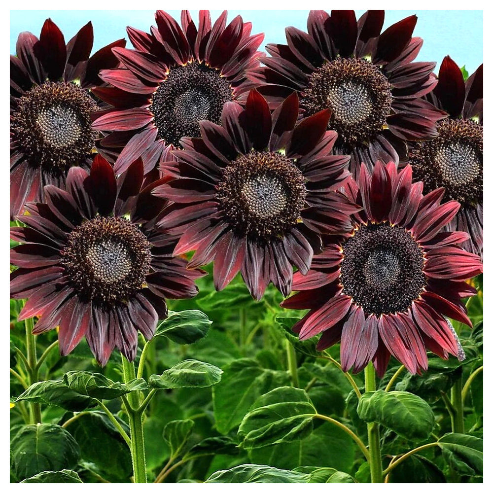 Heirloom Non-GMO Cherry Sunflower Seeds for Planting – Bold Red Garden Blooms | High Germination | Neera Seeds product photo [neera-v4-b4d405b9869f059f6087]