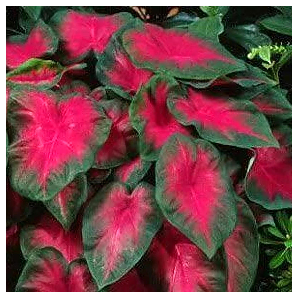 Heirloom Caladium Bicolor Pale Red Flower Seeds – Non-GMO, High Germination Ornamental Seeds for Planting | Neera Seeds product photo [neera-v4-b4dc3be5d9c59fa901ae]