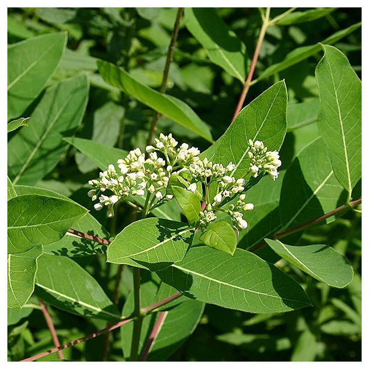 Heirloom Non-GMO Dogbane Plant Seeds for Planting – Hardy Medicinal Plant for Pollinator-Friendly Gardens | Neera Seeds product photo [neera-v4-b4e10bdf3ec853583c99]