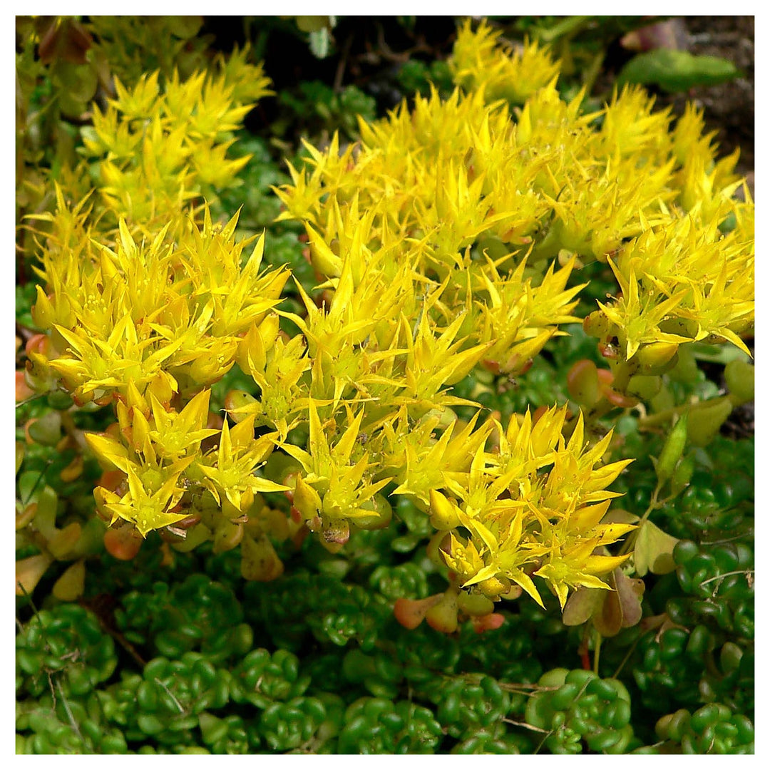 Heirloom Non-GMO Yellow Sedum Oreganum Flower Seeds for Planting – Drought-Resistant Ground Cover Blooms | Neera Seeds product photo [neera-v4-b4e466215f48c20e4039]