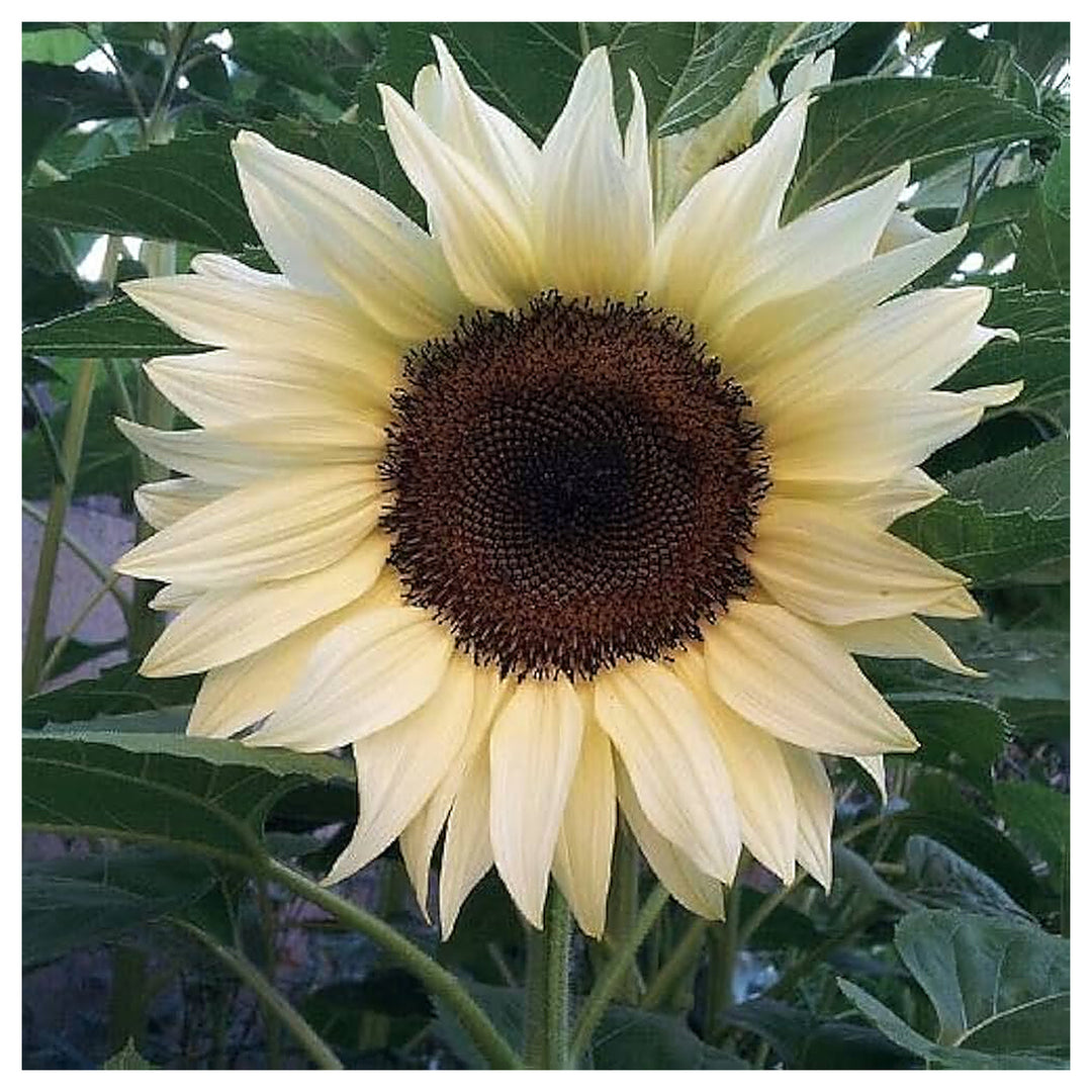 Butter Cream Sunflower Seeds for Planting – Grow Soft Yellow Blooms in Your Garden | Neera Seeds product photo [neera-v4-b4fee007569f2f28ae50]