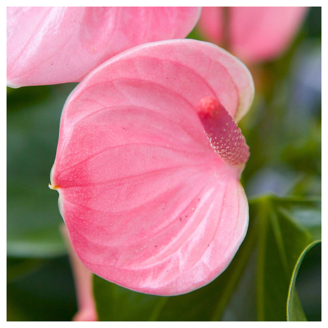 Anthurium Andraeanum Flower Seeds for Planting – Baby Pink Blooms – Heirloom, Non-GMO, High Germination | Neera Seeds product photo [neera-v4-b50a3d435fded2580a94]