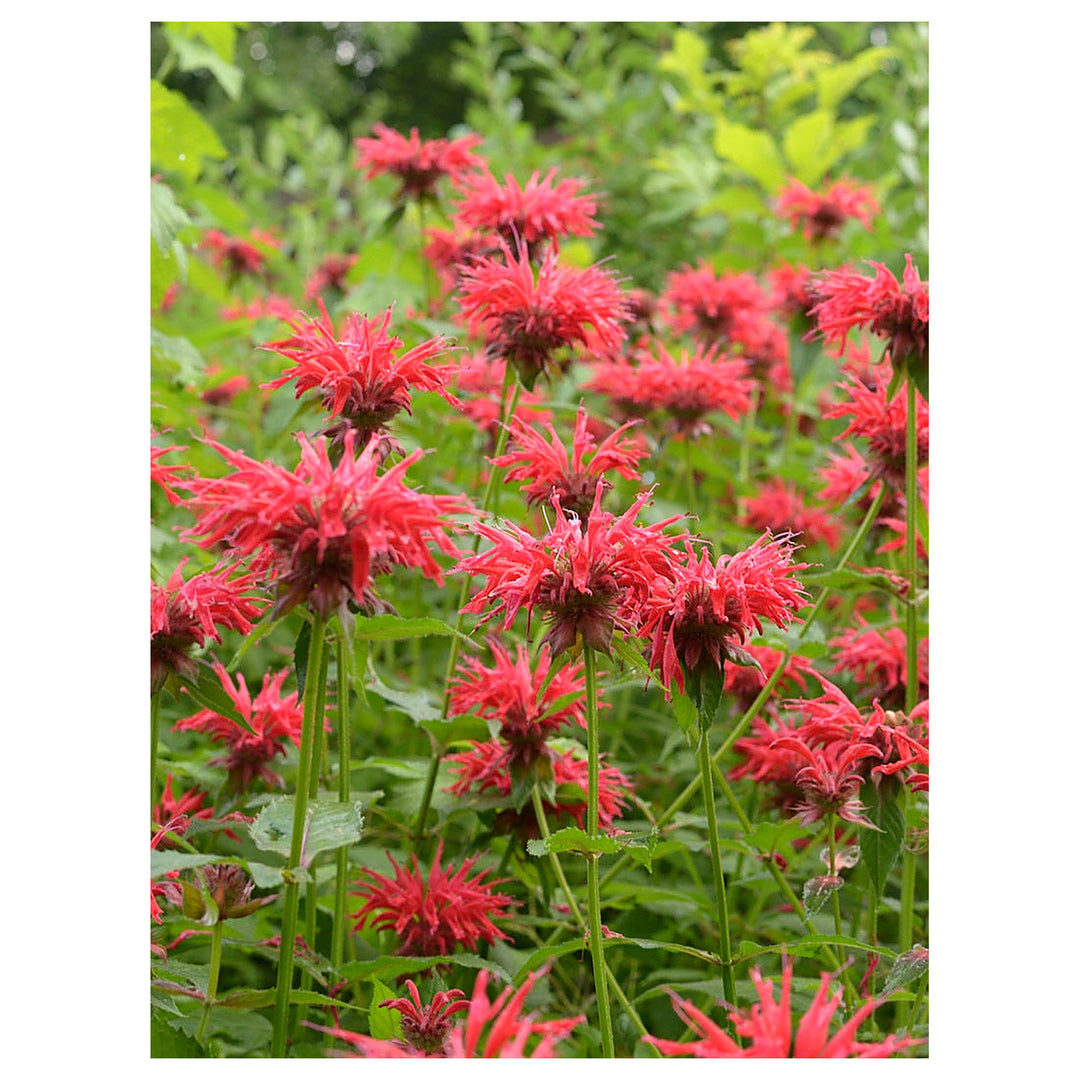Heirloom Monarda Flower Seeds, Non-GMO Bee Balm Blooms for Pollinator-Friendly Garden Planting | Neera Seeds product photo [neera-v4-b5101216619e6488cc15]