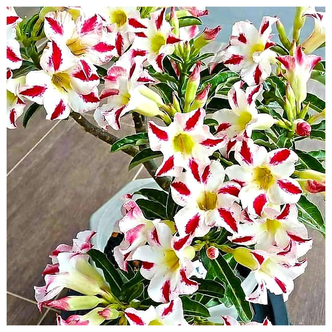 Red Desert Ornamental Plant Flower Flower Seeds Home Garden Planting, Blooming Organic Blooming | Neera Seeds product photo [neera-v4-b5144e07f8fcbeda5b21]