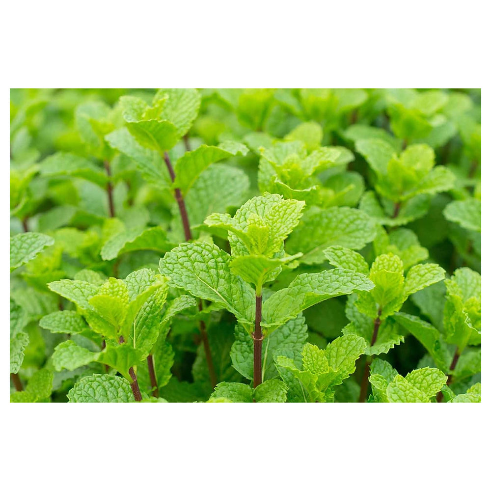 Mint Plant Seeds for Planting, 100 pcs | Neera Seeds product photo [neera-v4-b51b52d7dfa2ead5d034]